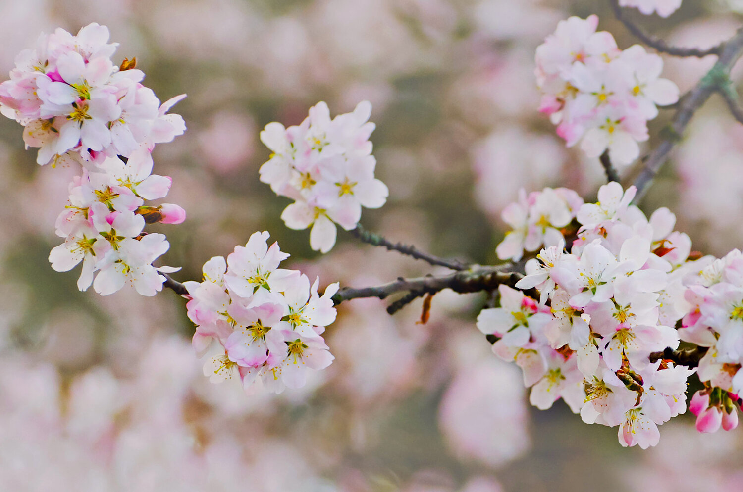 Весна (Spring)